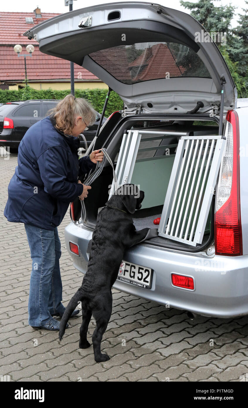 Neuenhagen, Germany, Woman standing with her young Labrador retriever in front of an autotransportbox Stock Photo