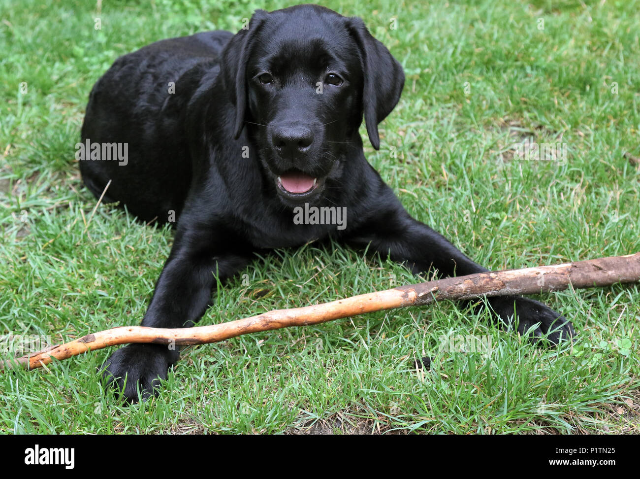 Neuenhagen, Germany, young labrador retriever lying with a branch in the grass Stock Photo
