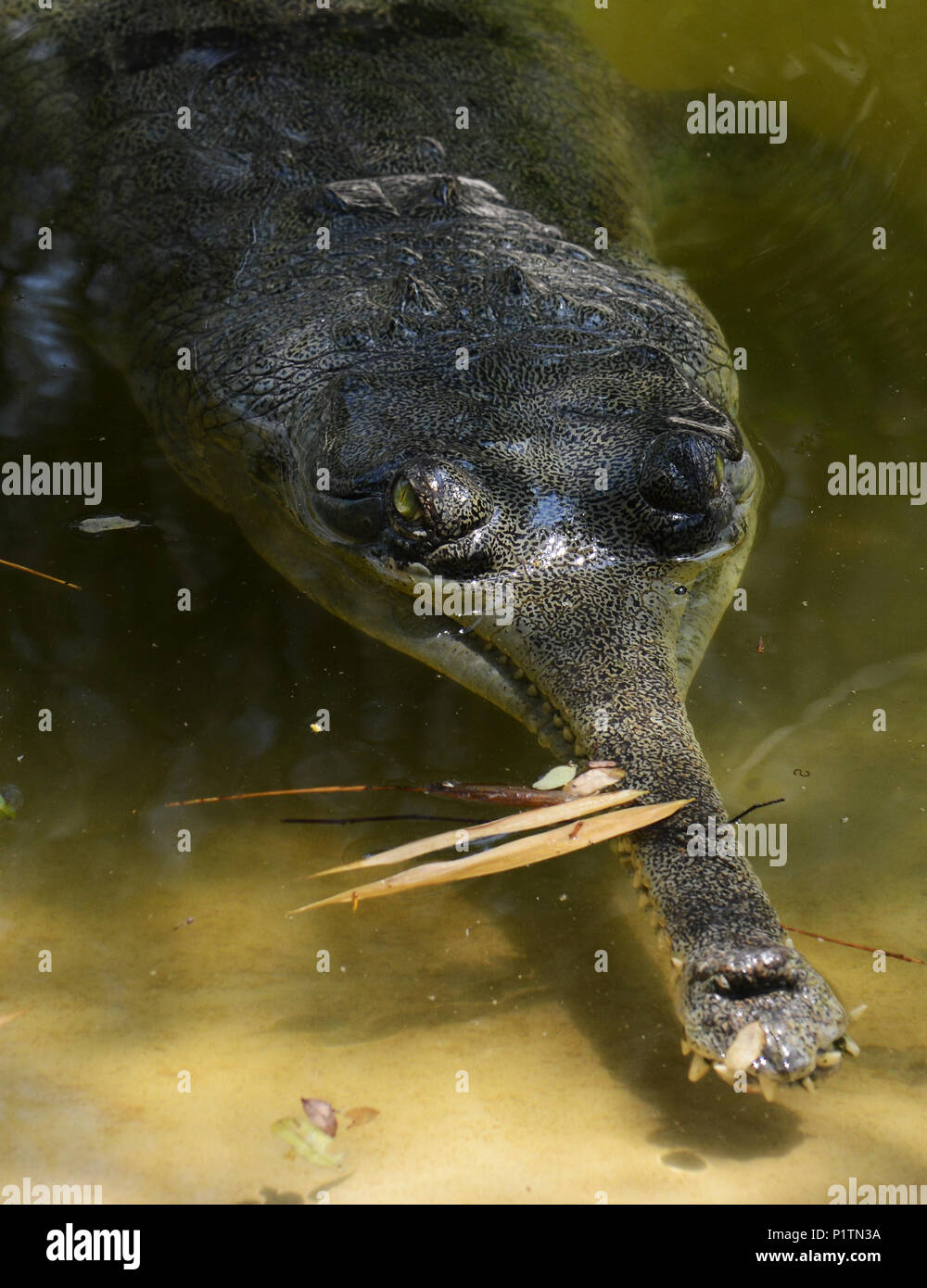 A Close up of a Gharial - Fish-Eating crocodile. Stock Photo