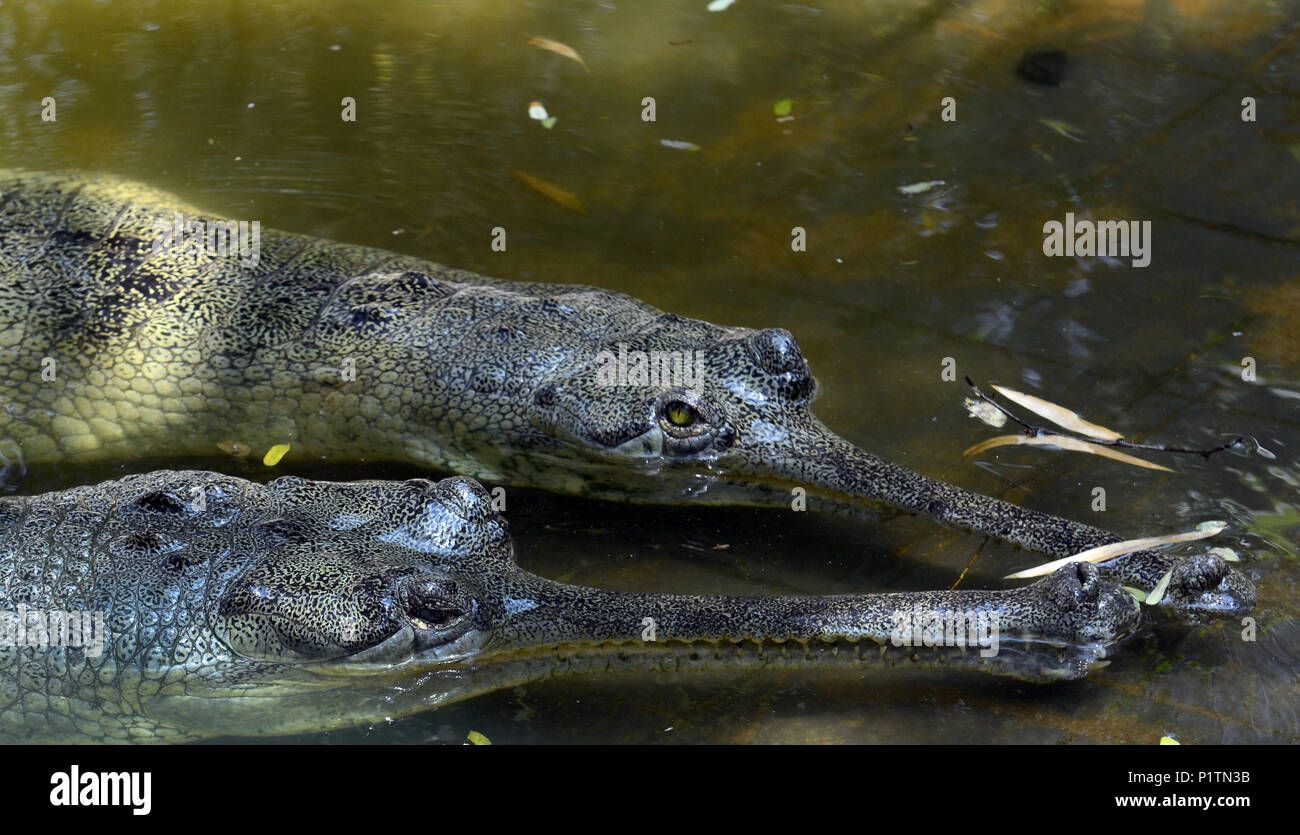 A Close up of a Gharial - Fish-Eating crocodile. Stock Photo