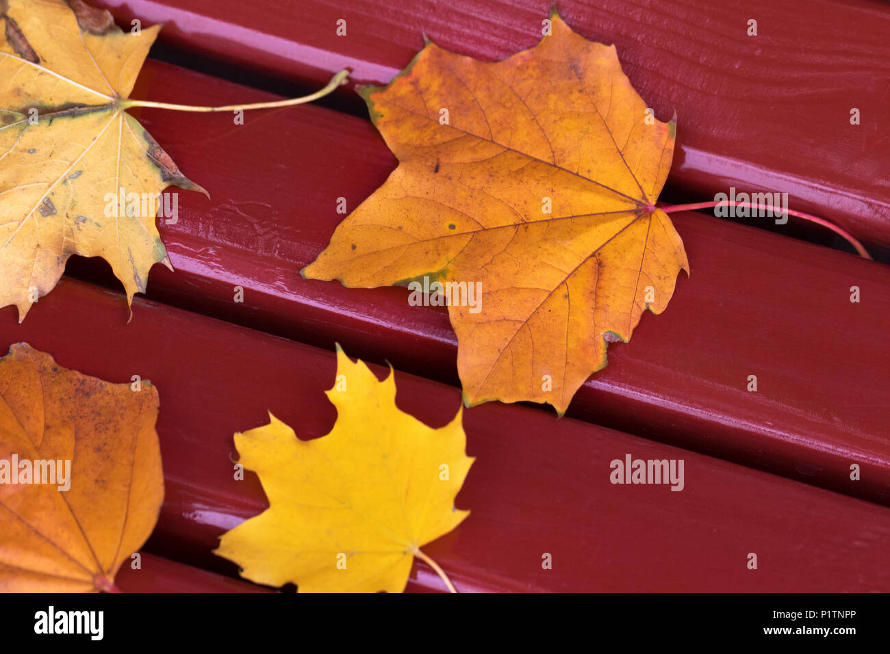 Autumn dry maple leaves on dark red wooden bench. View from above. Selective focus. Stock Photo