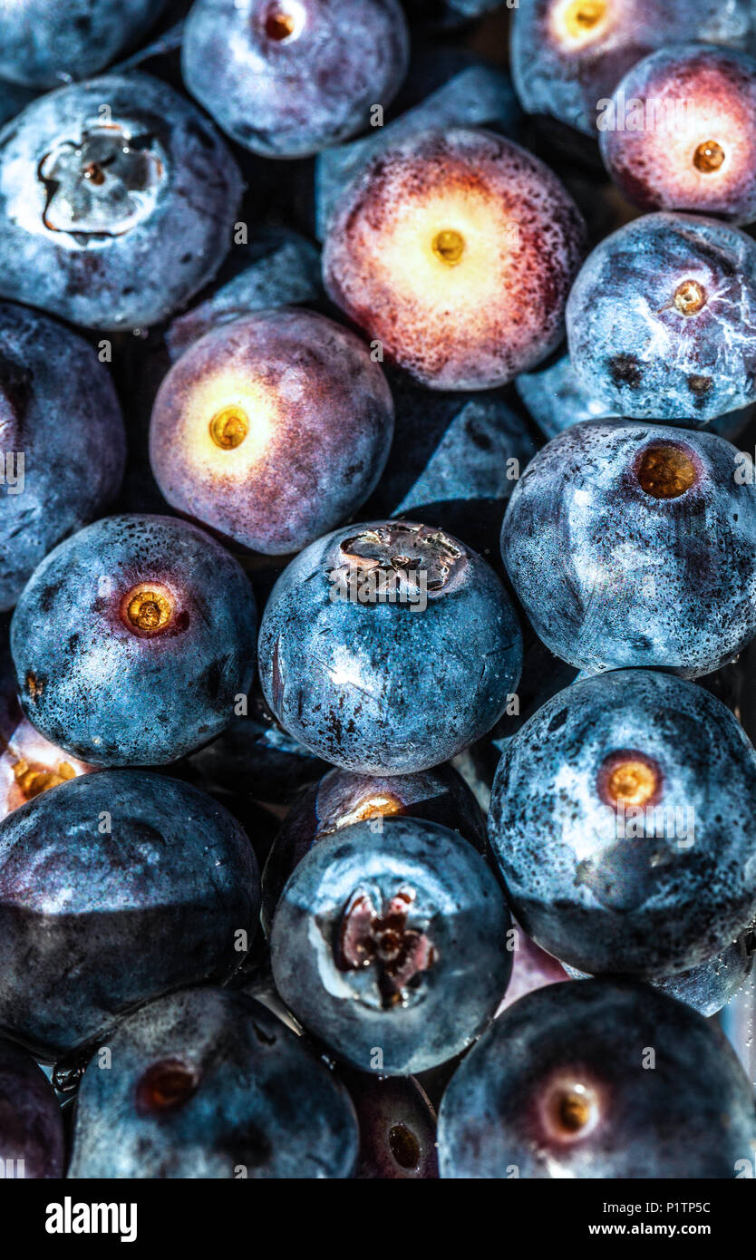 A bunch of blueberries floating in water Stock Photo Alamy
