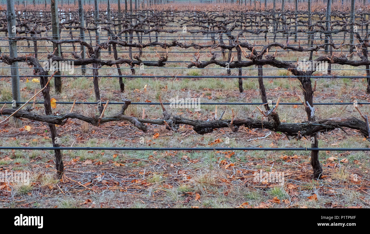 Heathcote victoria, vineyards hi-res stock photography and images - Alamy