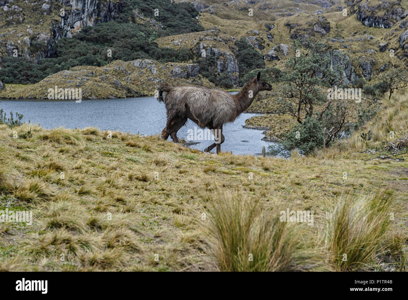 Llama at the El Cajas National Park or Cajas National Park is a national park in the highlands of Ecuador. Stock Photo