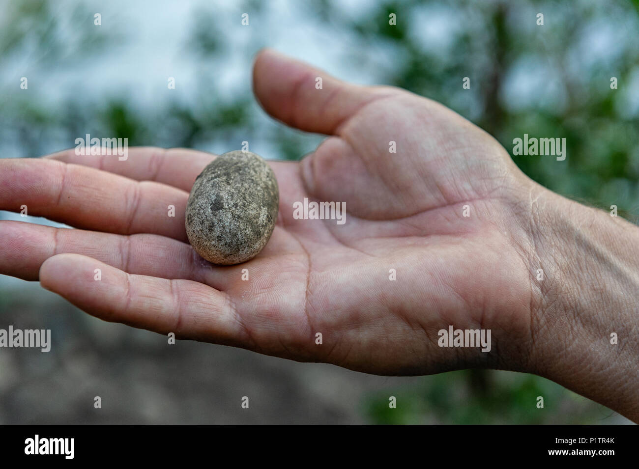 Galapagos marine iguana egg hires stock photography and images Alamy