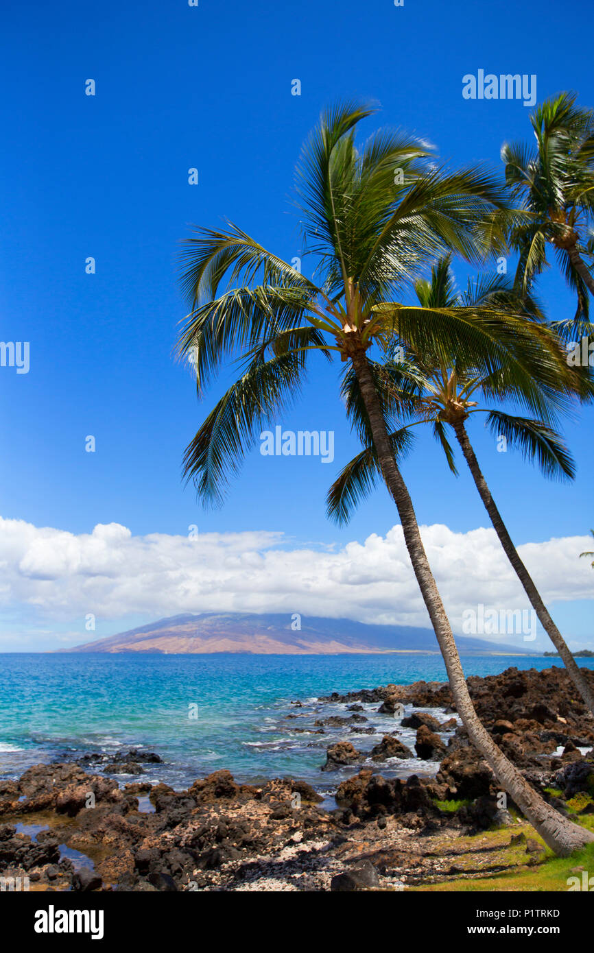 Palm trees along rugged hi-res stock photography and images - Alamy