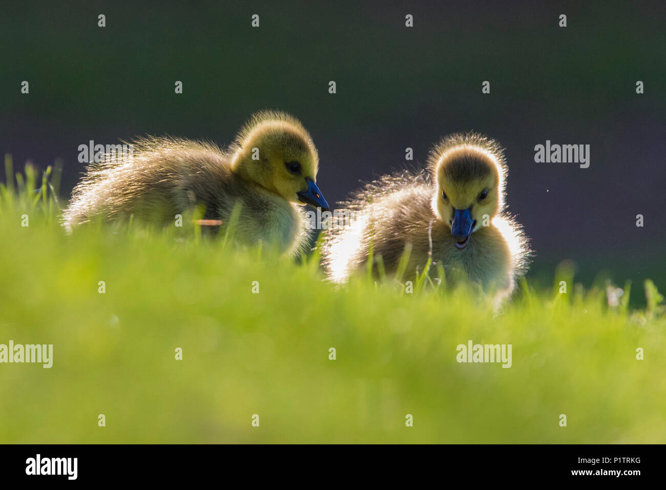 canada goose babies Stock Photo