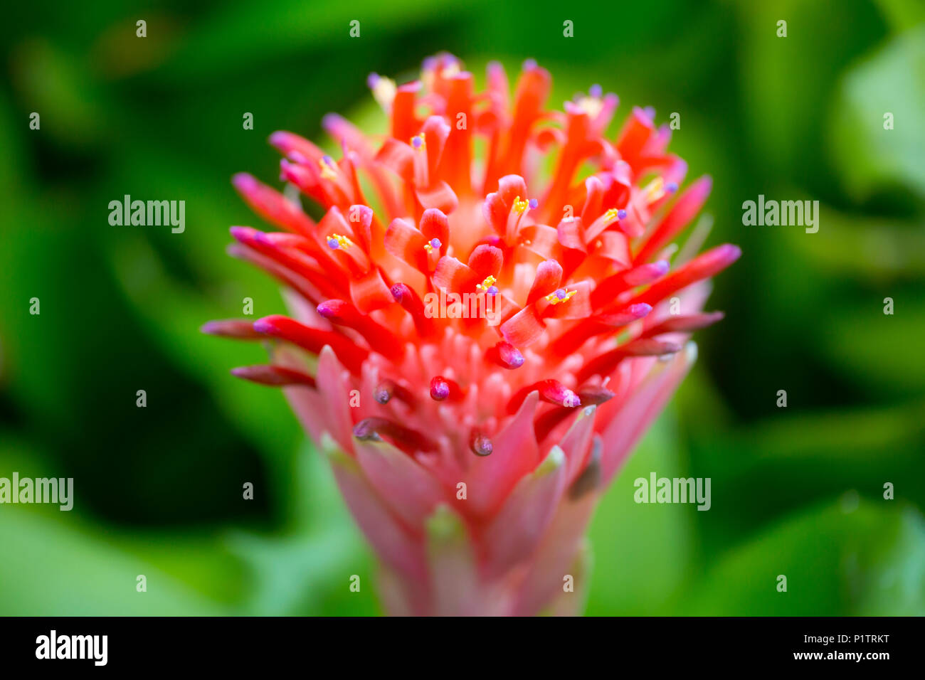 Extreme close- up of Bromeliad (Bromeliaceae); Hana, Maui, Hawaii, United States of America Stock Photo