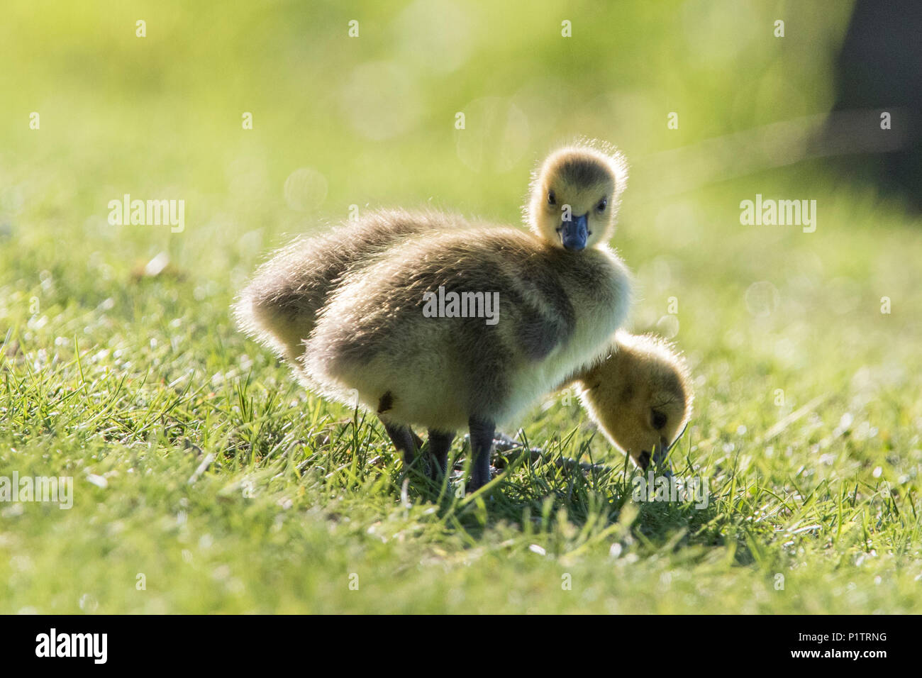 canada goose babies Stock Photo - Alamy