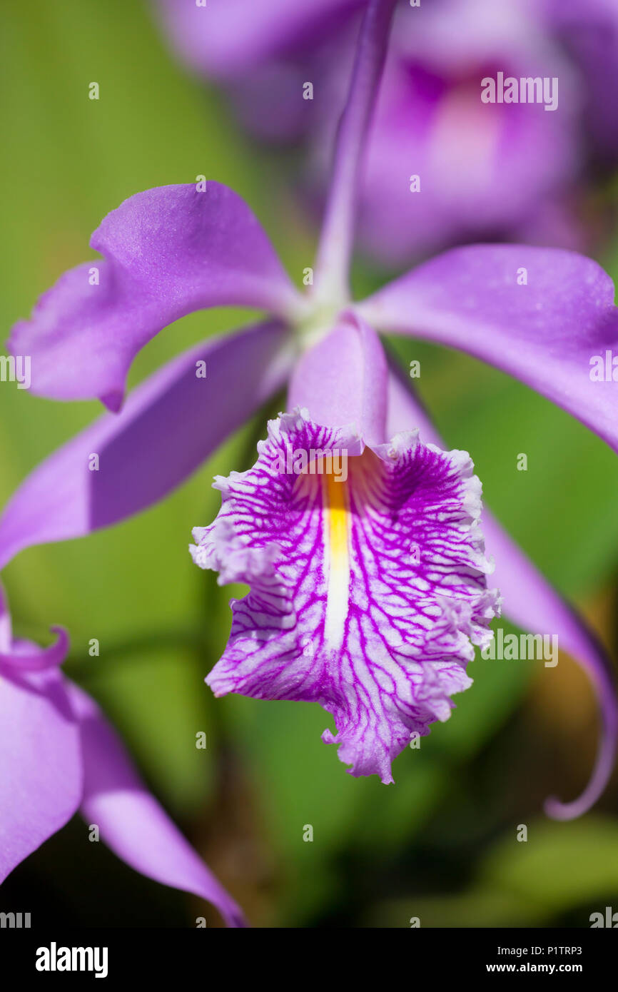 Purple orchid (Cattleya maxima); Paia, Maui, Hawaii, United States of America Stock Photo