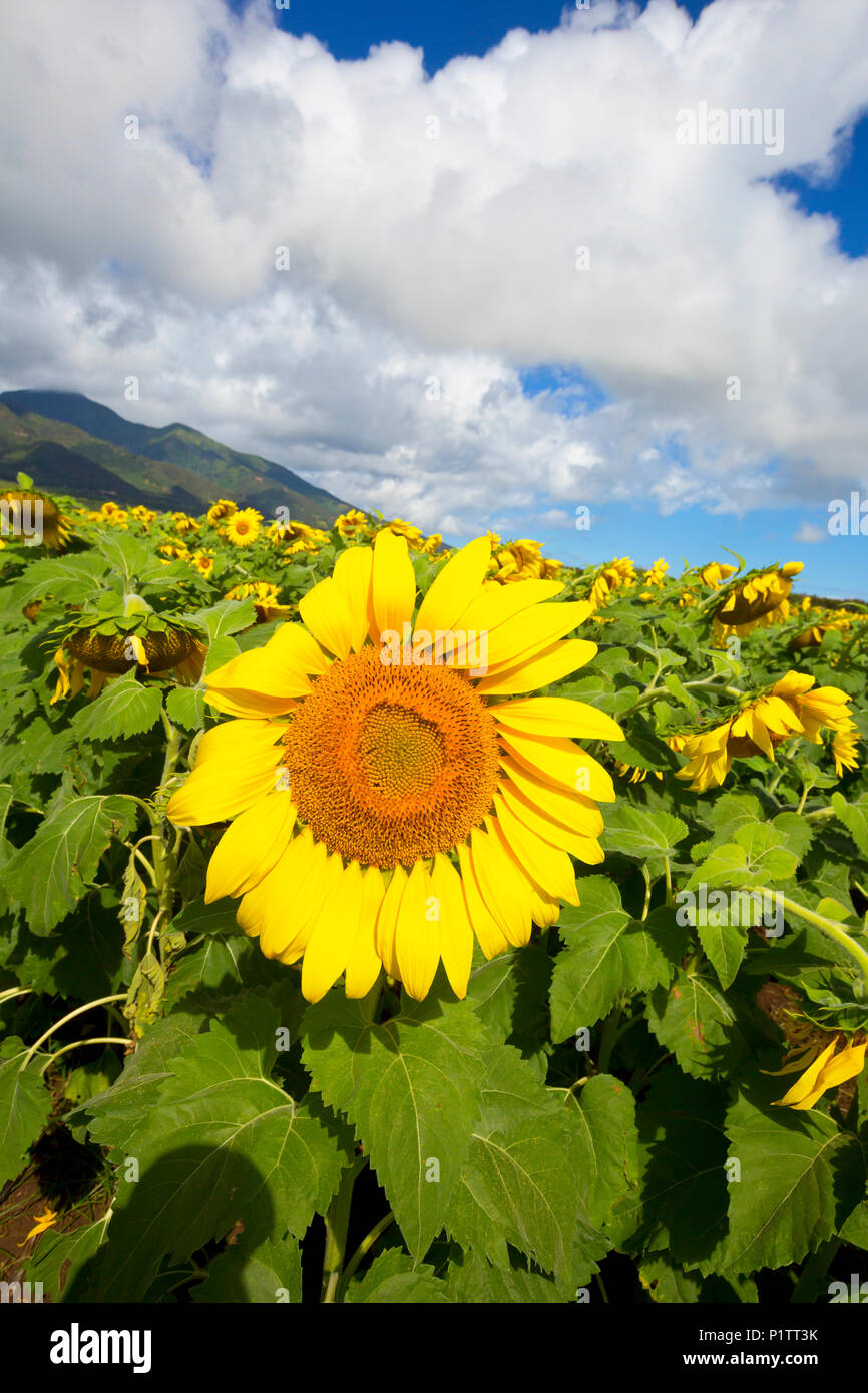 Large field of sunflowers in bloom in Central Maui. Flowers will be