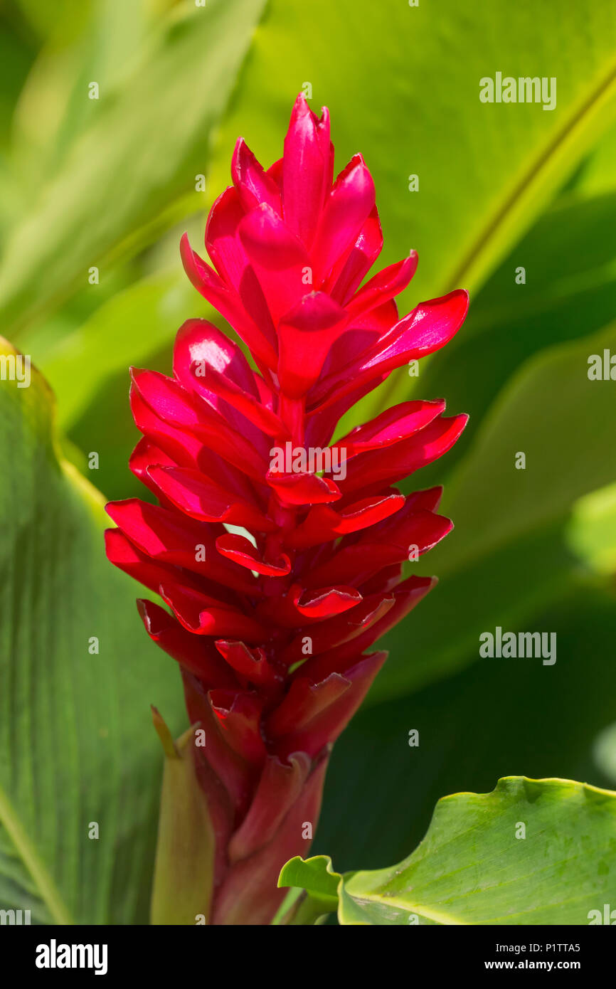 Red Ginger (Alpinia Purpurata); Paia, Maui, Hawaii, United States of America Stock Photo