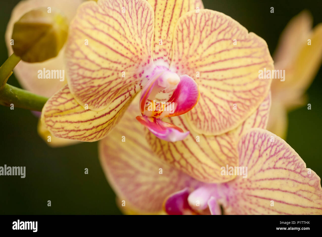 Yellow Phalaenopsis orchid; Paia, Maui, Hawaii, United States of America Stock Photo