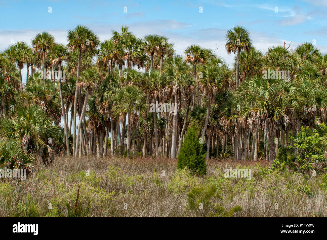 Large stand of pine trees in lowland of Florida. Stock Photo