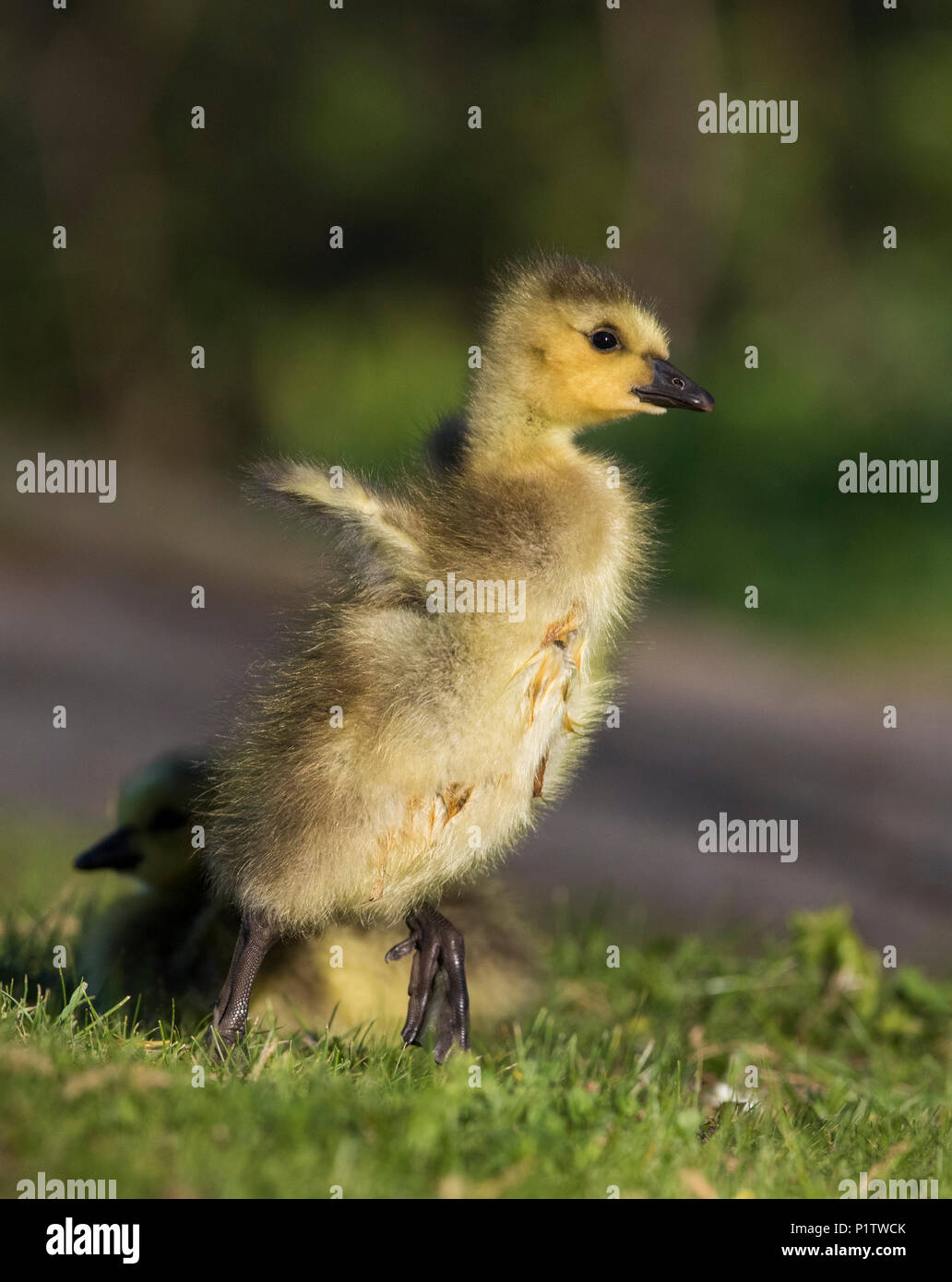 canada goose babies Stock Photo