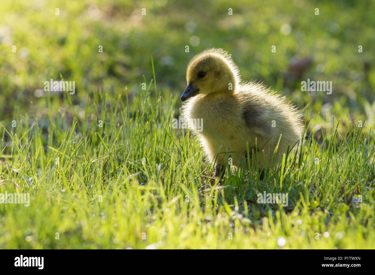 canada goose babies Stock Photo