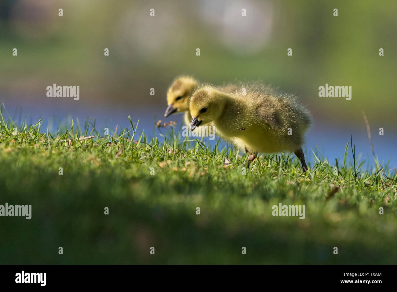 canada goose babies Stock Photo