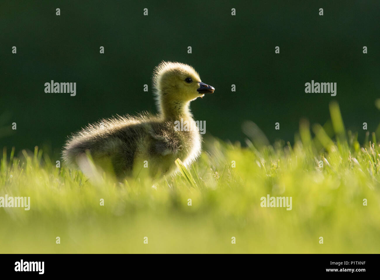 canada goose babies Stock Photo