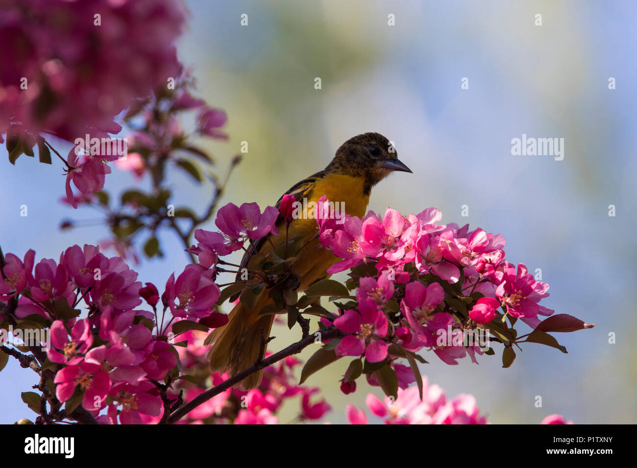 baltimore oriole in blossom Stock Photo