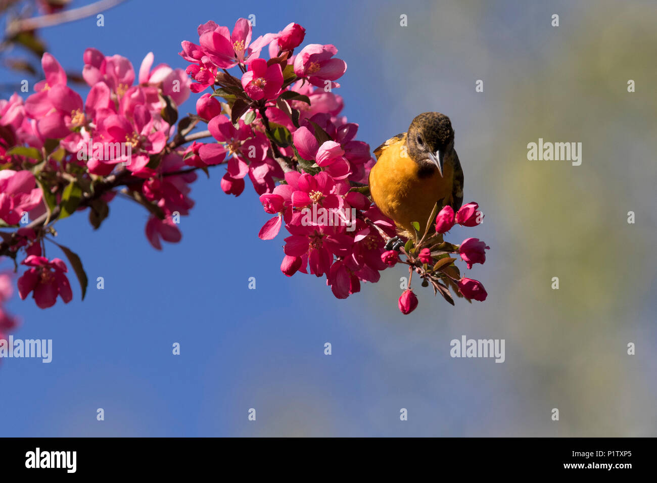 baltimore oriole in blossom Stock Photo