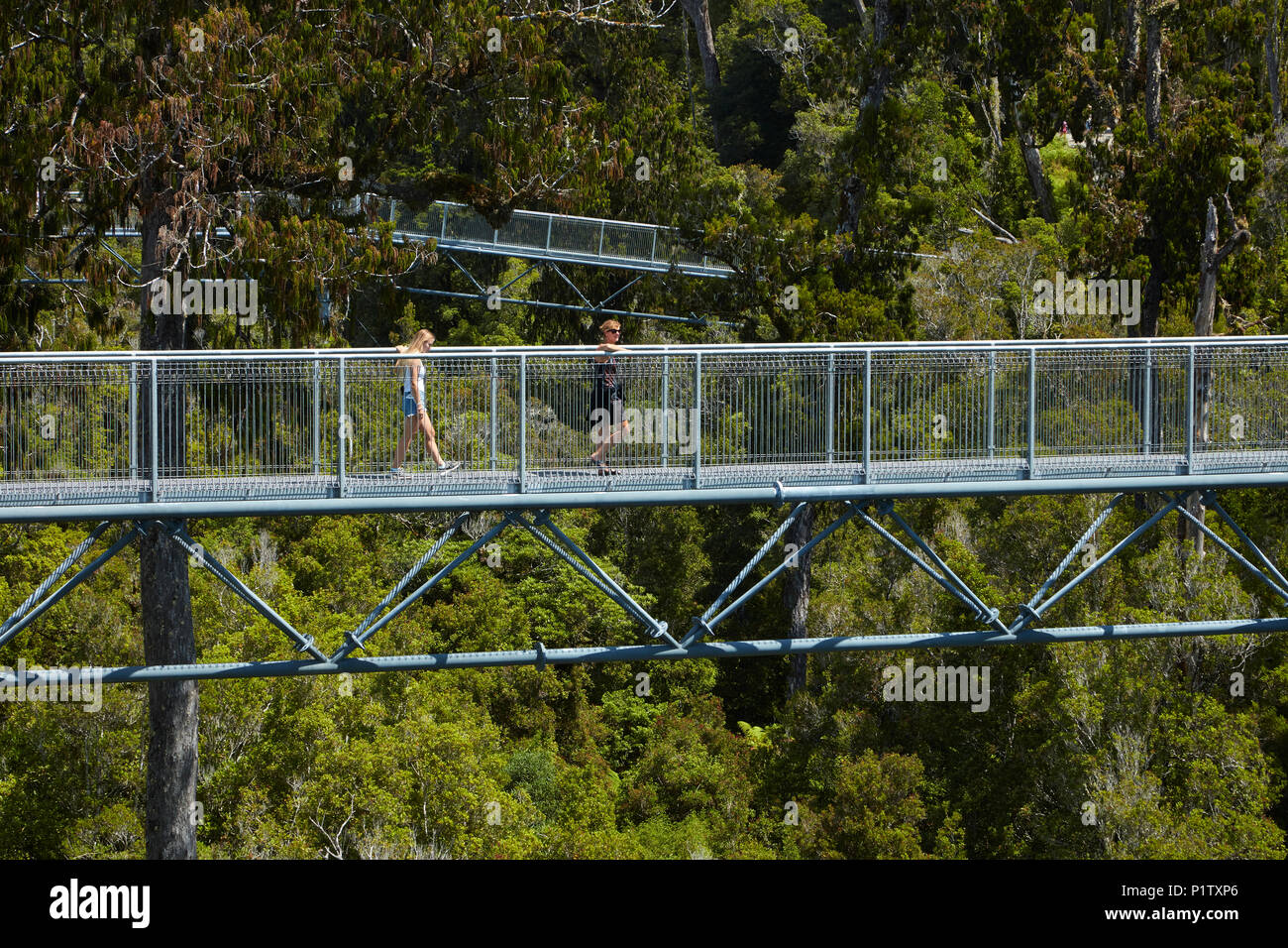 Tourists on Treetop walk, near Hokitika, West Coast, South Island, New