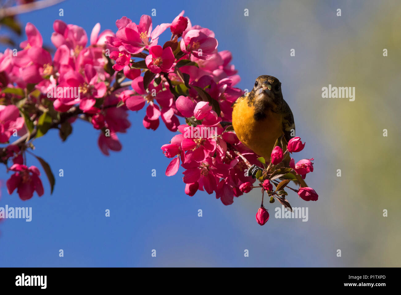 baltimore oriole in blossom Stock Photo