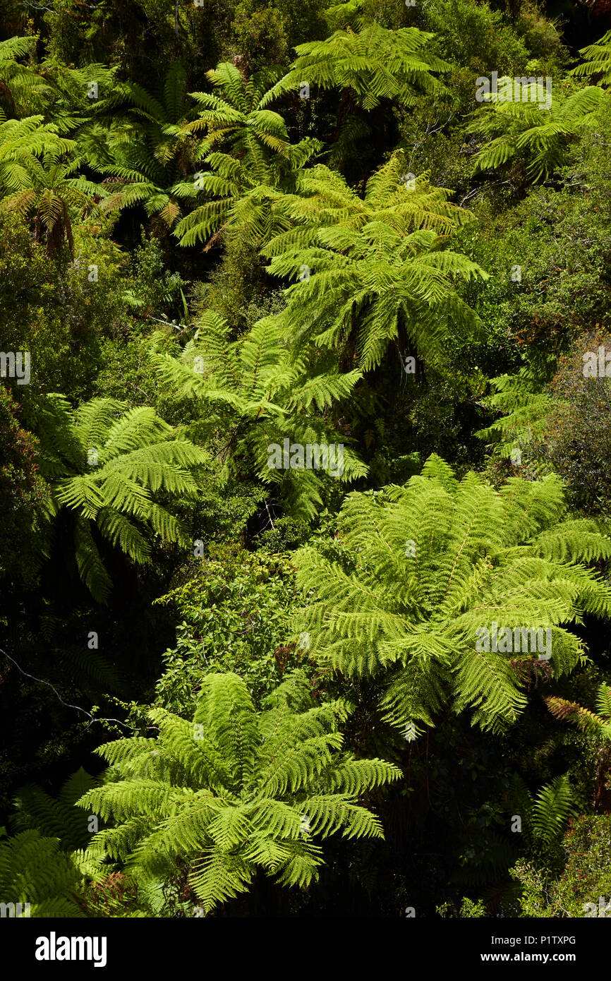 Silver tree fern new zealand hi-res stock photography and images - Alamy