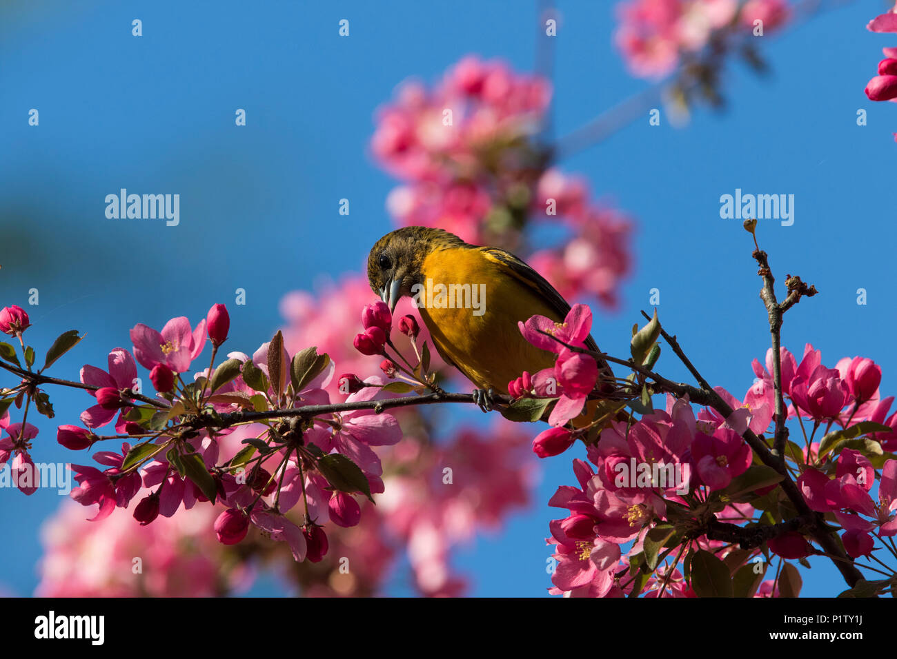baltimore oriole in blossom Stock Photo