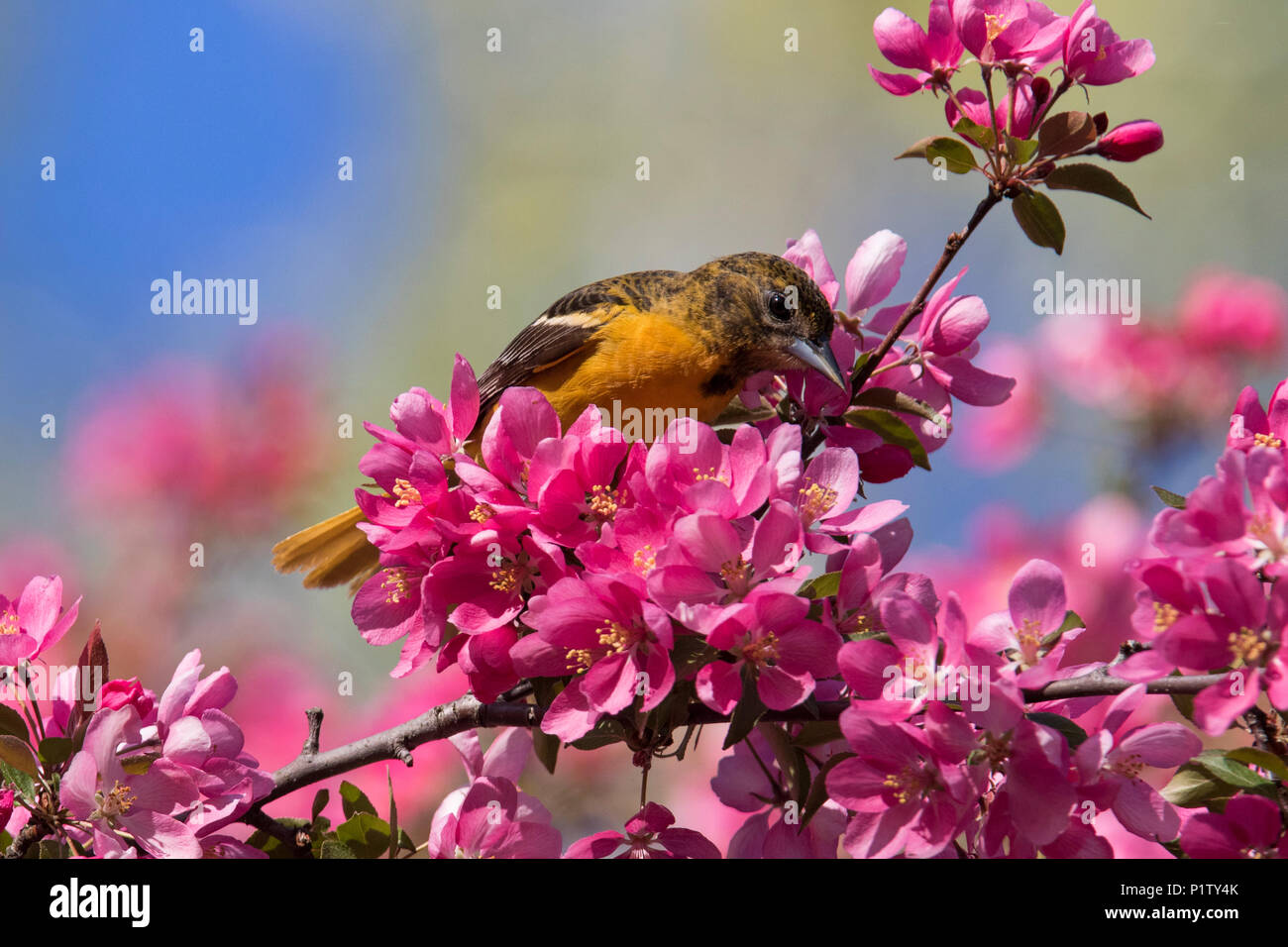 baltimore oriole in blossom Stock Photo - Alamy