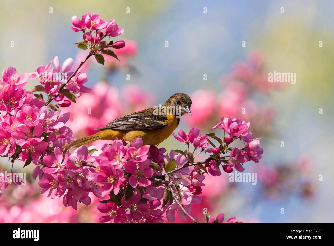 baltimore oriole in blossom Stock Photo
