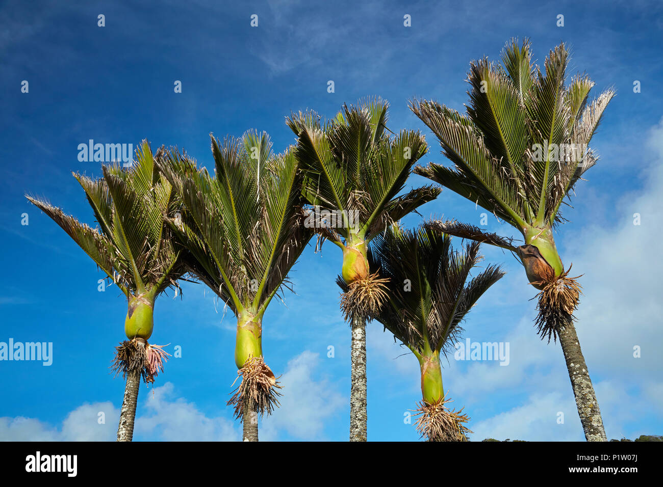 Nikau Palms Punakaiki Paparoa National Park West Coast South Island New Zealand Stock Photo Alamy