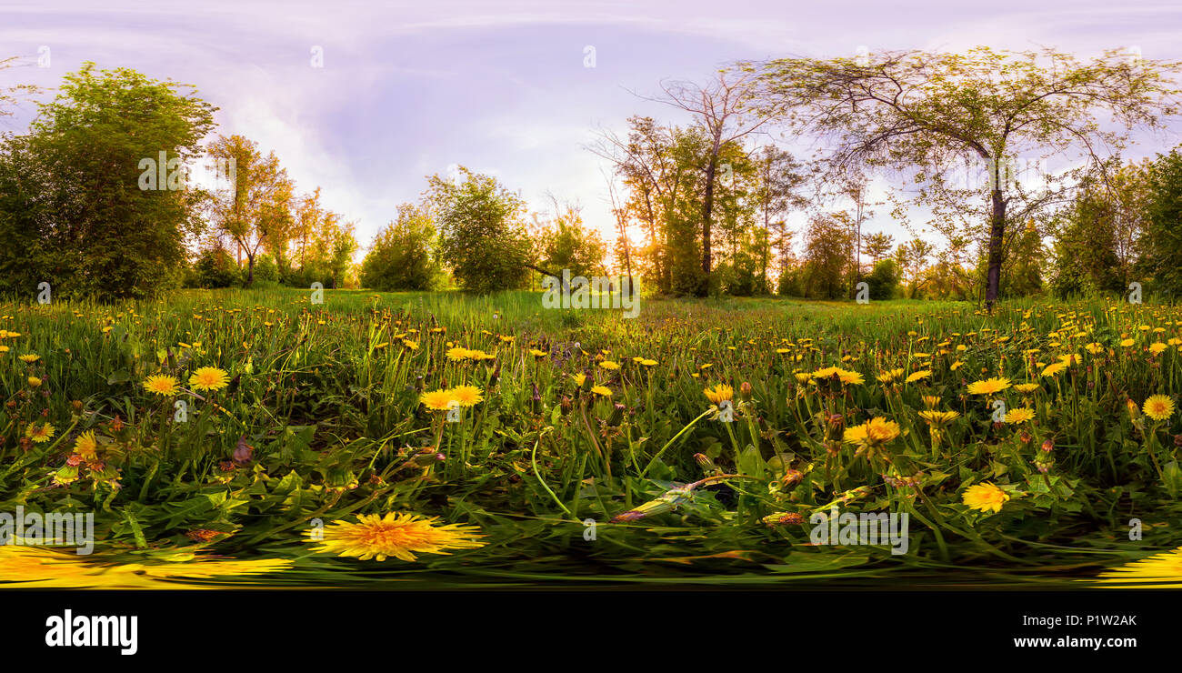 360 vr green yellow forest hi-res stock photography and images - Alamy