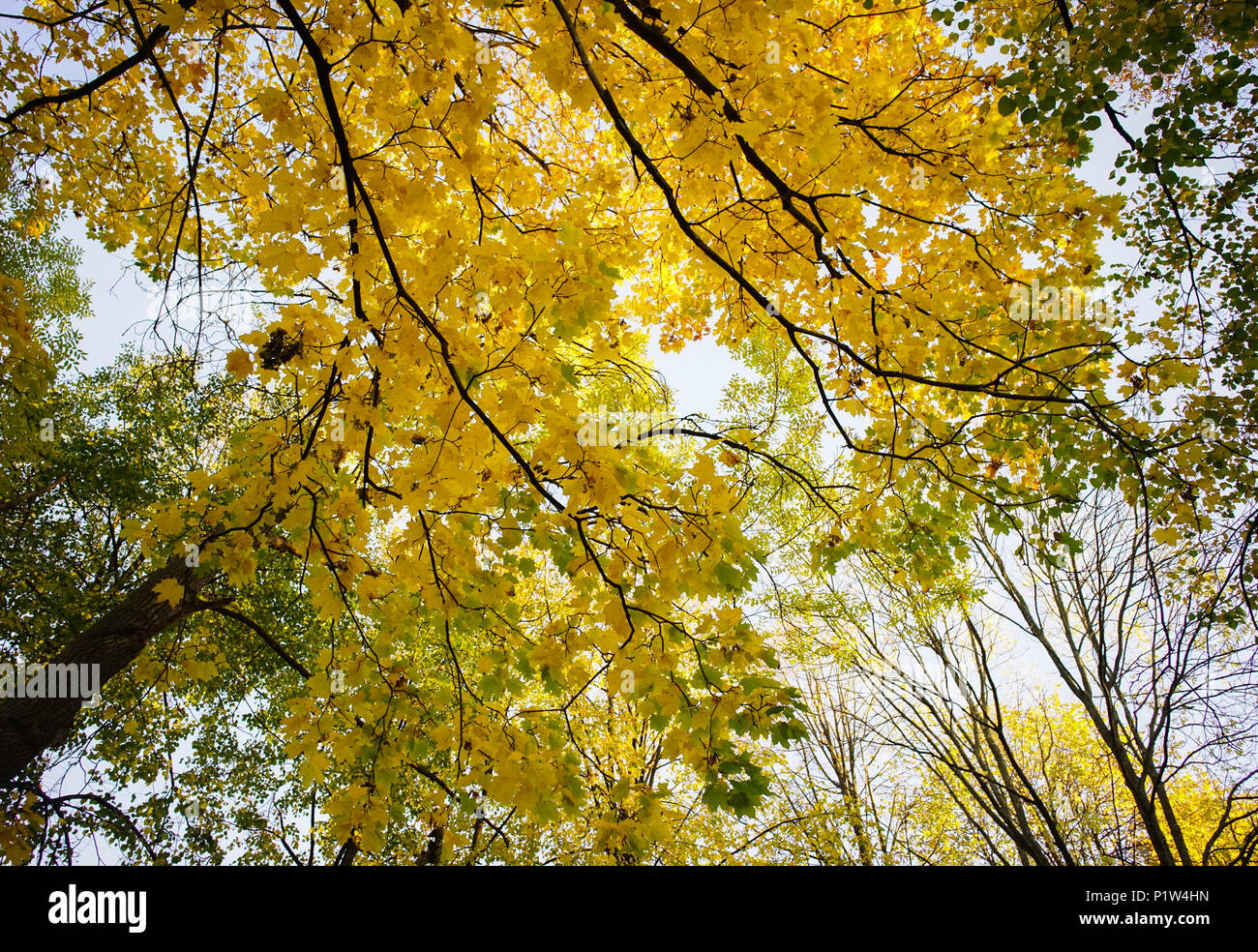 Maple trees at autumn forest in sunny day Stock Photo - Alamy