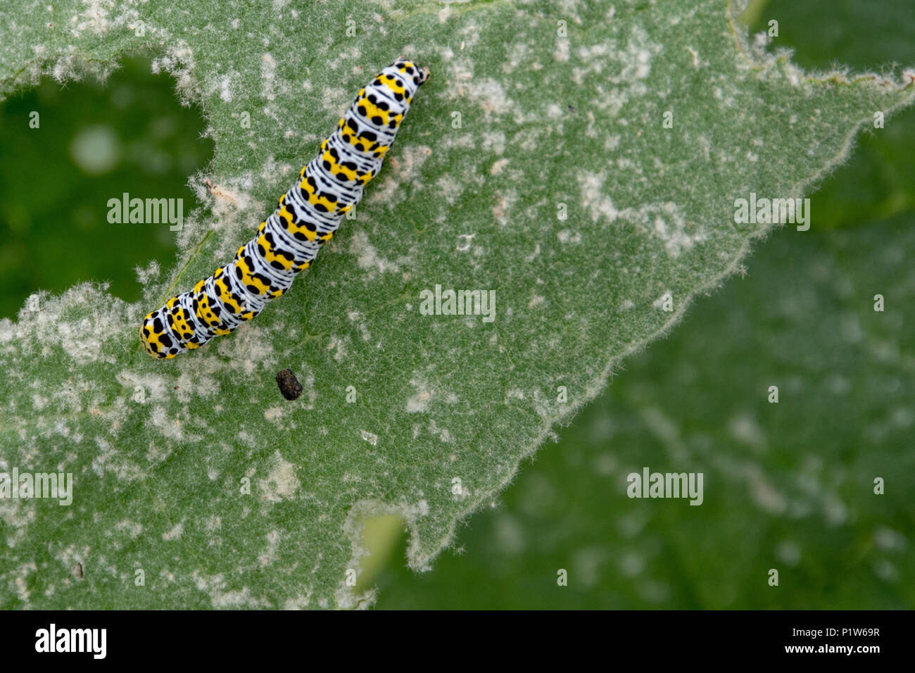 Colorful Black and Yellow Mullein Cucullia verbasci caterpillar feeding on green leaf Stock Photo