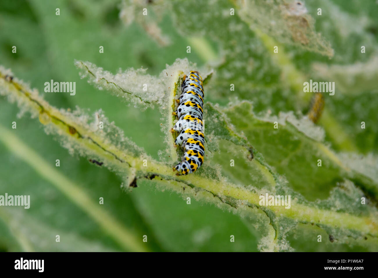Green and Black Mullein Cucullia verbasci  Caterpilllar eating on well chewed leaf Stock Photo