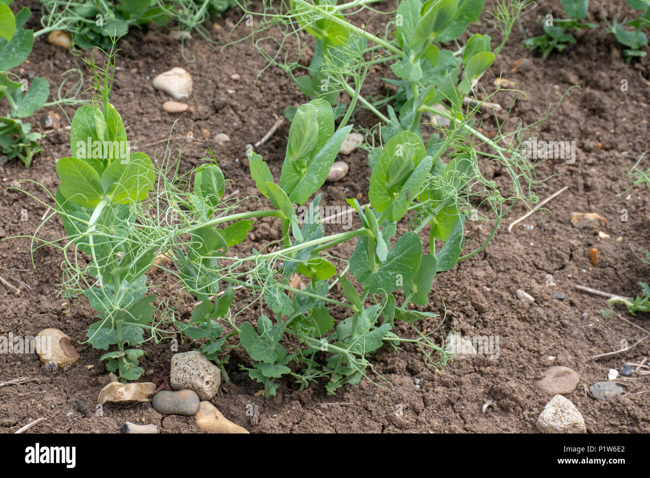 Small Peas growing in field Stock Photo