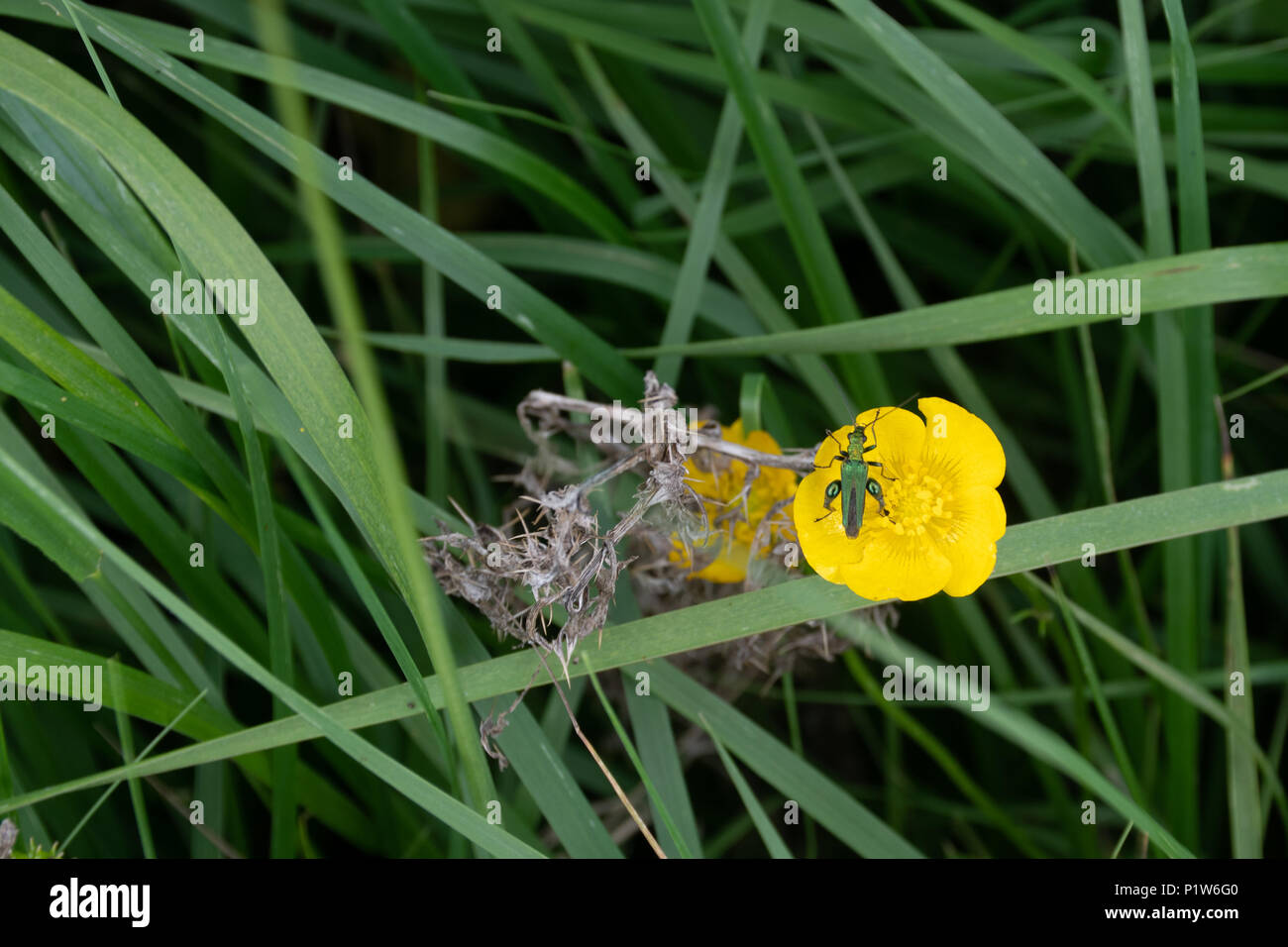 Small Green Insect on yellow buttercup Stock Photo - Alamy