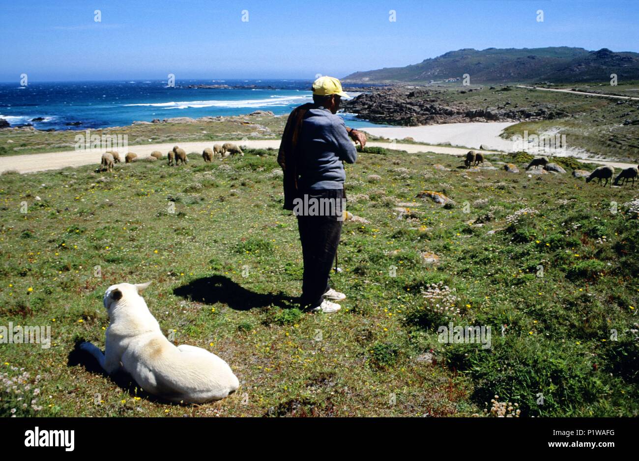 shepherd at the Cabo / Vilán cape; Ría de Camariñas; 'Costa de la Muerte' (Coast of Death ); Rías Altas region. Stock Photo
