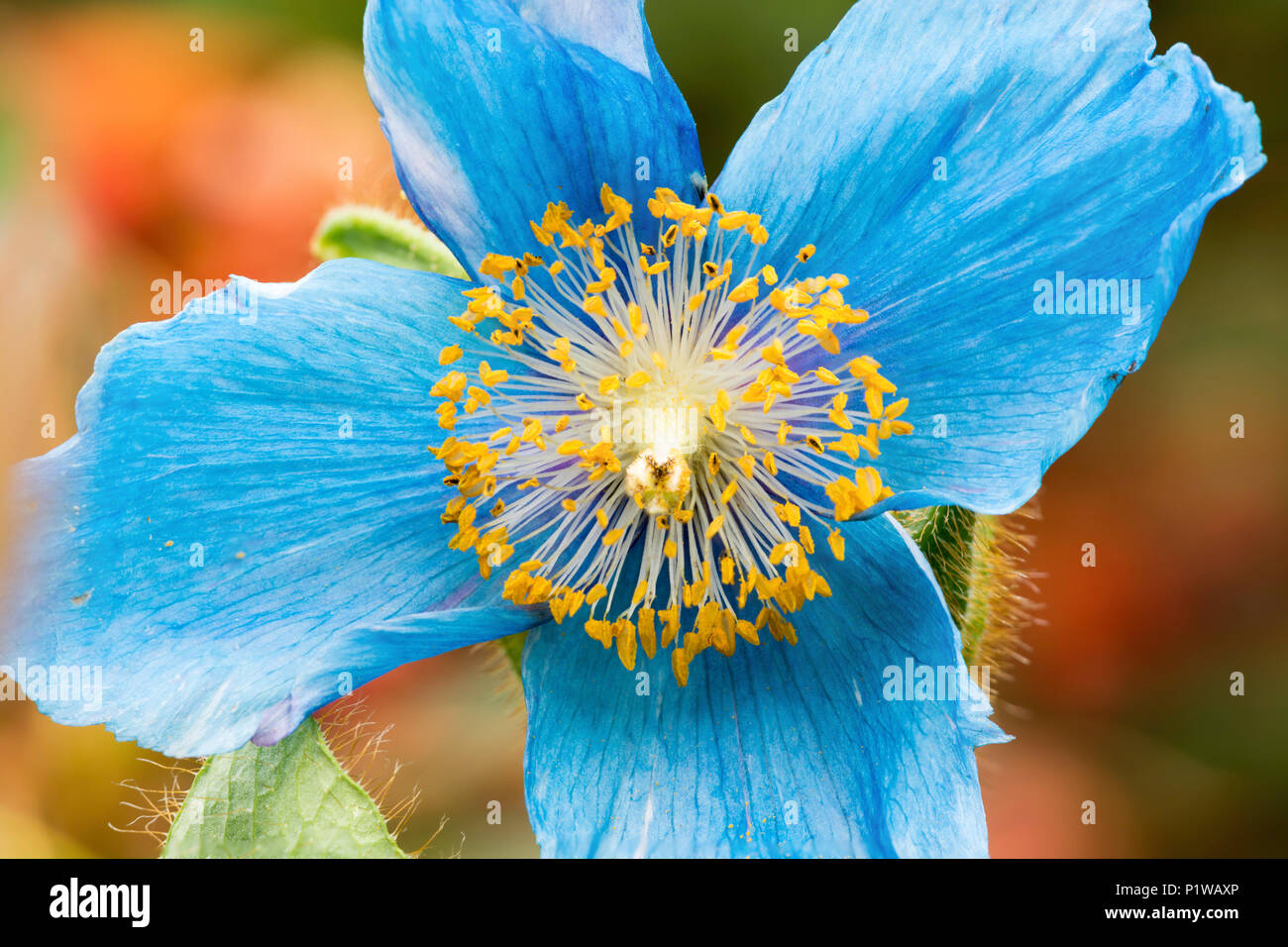 Himalayan blue poppy meconopsis hi-res stock photography and images - Alamy