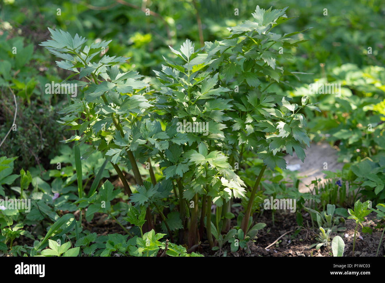 Spices and Herbs, Lovage plant (Levisticum officinale) growing in the