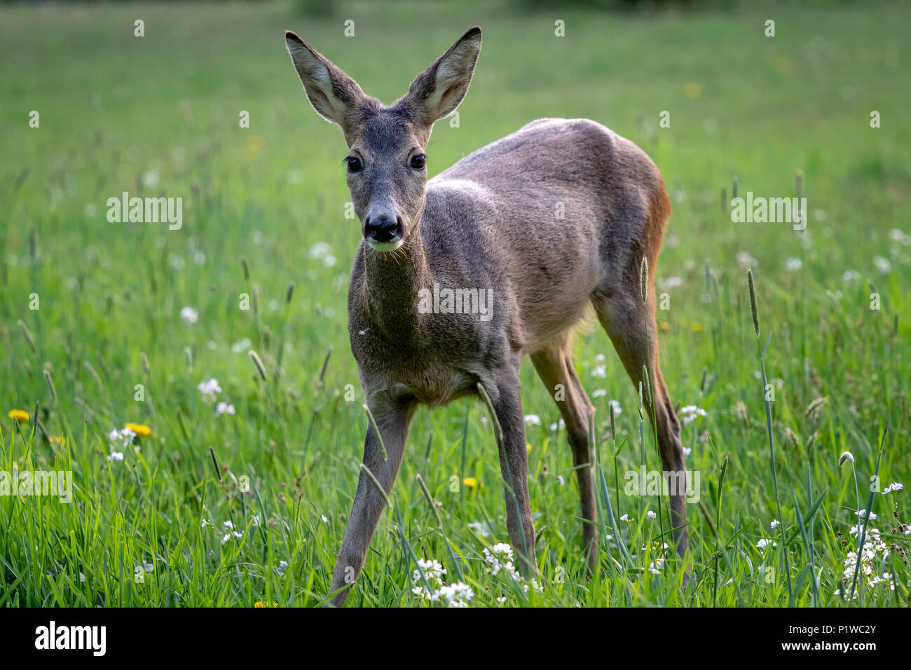 Roe deer fawns and spring hi-res stock photography and images - Alamy