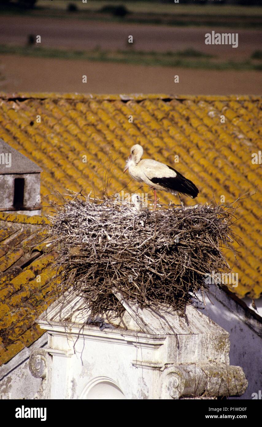 Fauna de campo hi-res stock photography and images - Alamy
