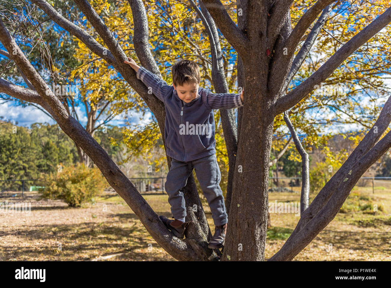 Small boy climbing a tree in Australia. Stock Photo