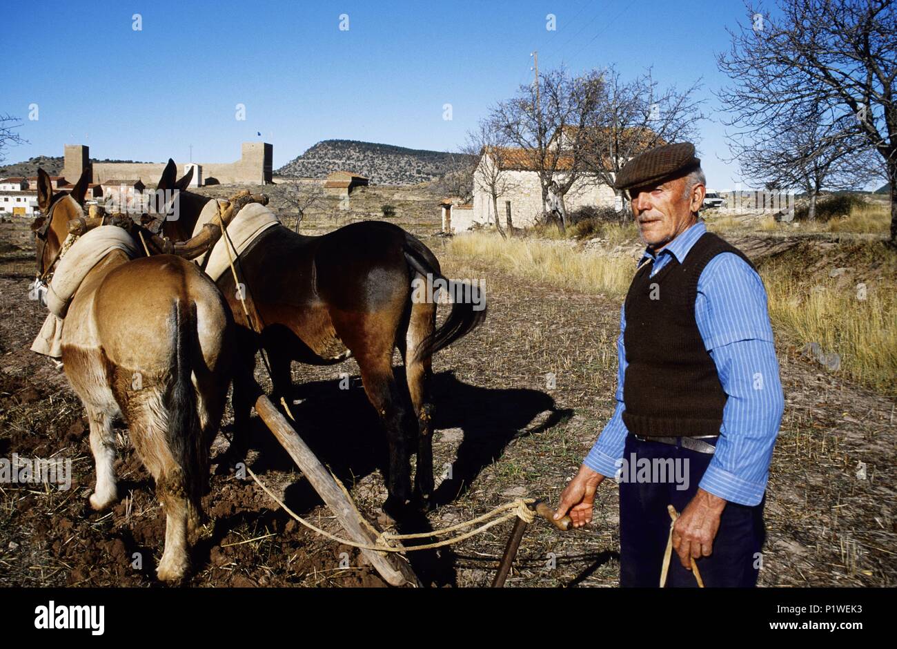 Mora de Rubielos, agricultural activity, plow and draft; farmer. Stock Photo