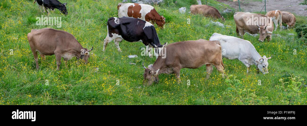 Cattle grazing mountain pasture hi-res stock photography and images - Alamy