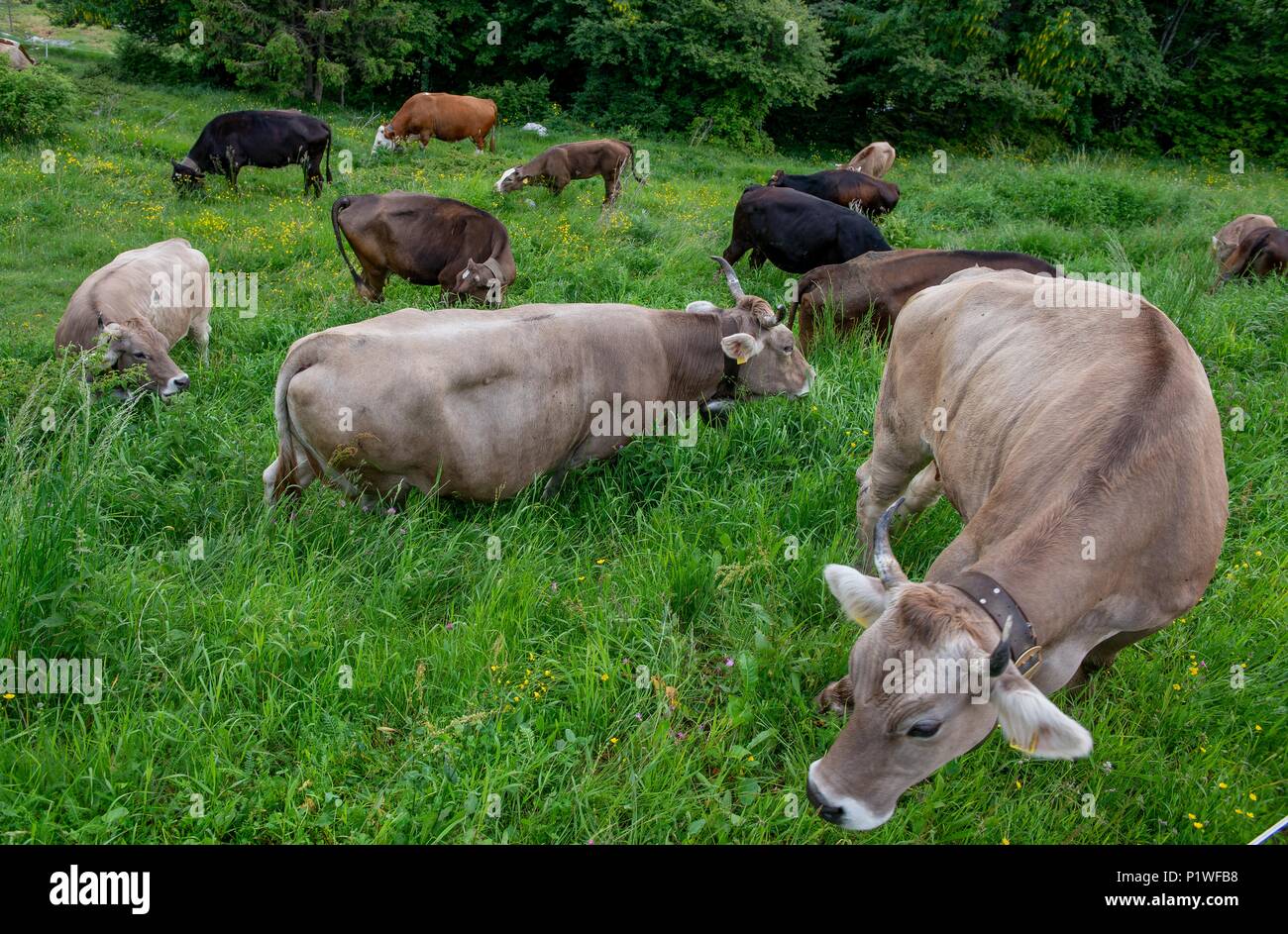 Domestic cattle herd grazing grass hi-res stock photography and images ...