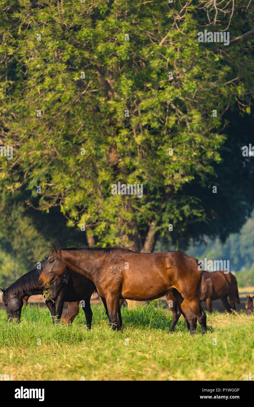 Group of three young horses on the pasture Stock Photo Alamy