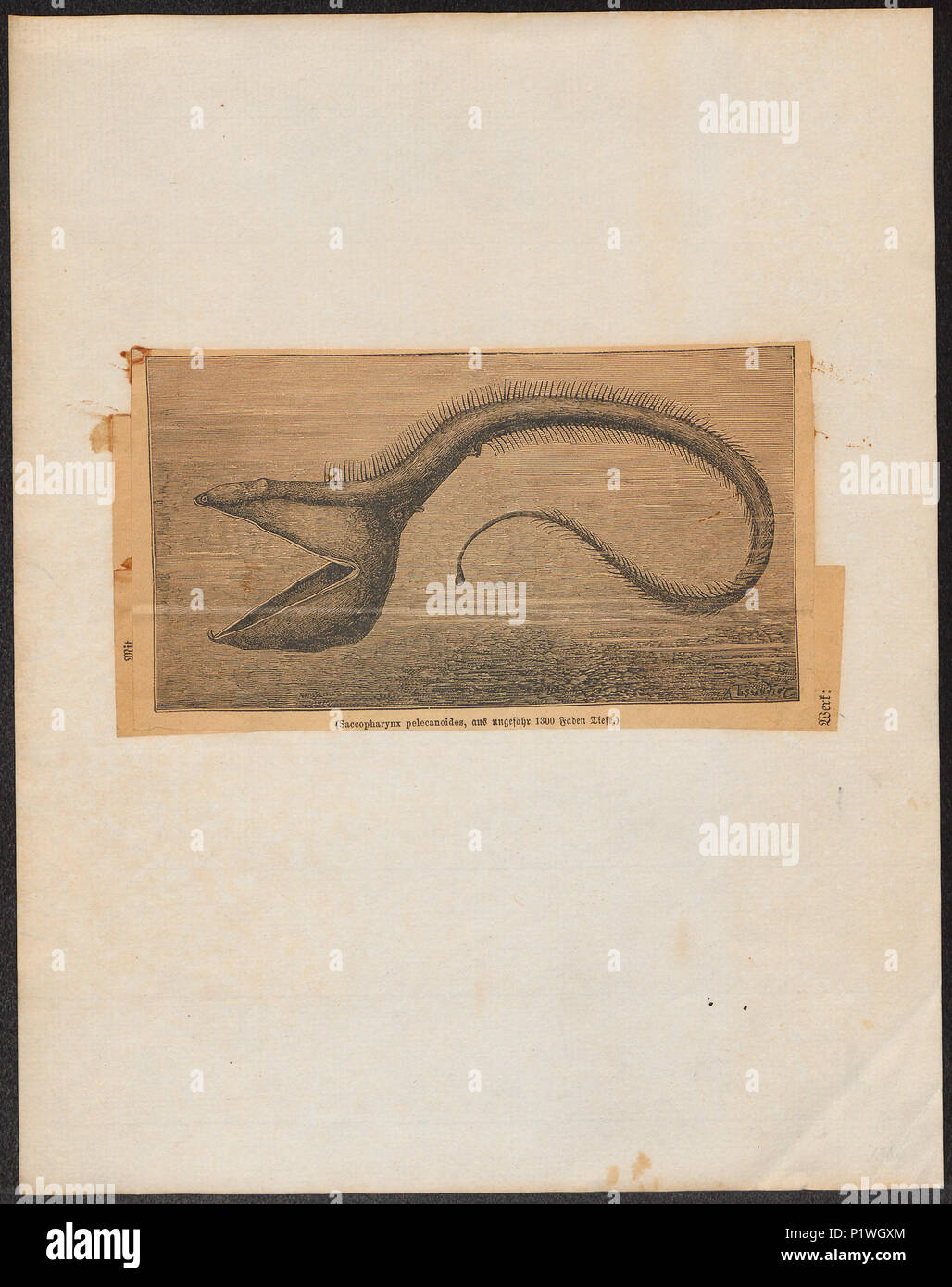 279 Saccopharynx pelecanoides - 1881-1894 - Print - Iconographia Zoologica - Special Collections University of Amsterdam - UBA01 IZ15300001 Stock Photo