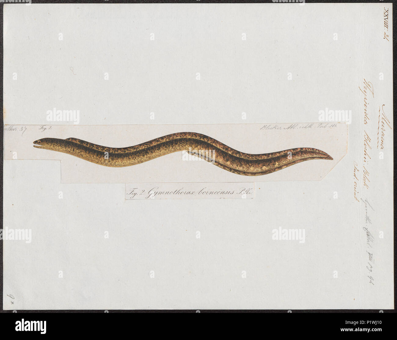 . Thyrsoidea blochii . 1864 305 Thyrsoidea blochii - 1864 - Print - Iconographia Zoologica - Special Collections University of Amsterdam - UBA01 IZ15300182 Stock Photo