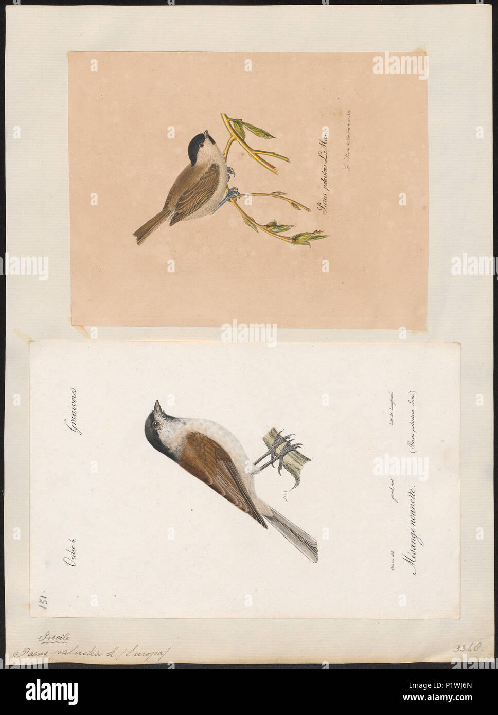 . Parus palustris . between 1700 and 1880 217 Parus palustris - 1700-1880 - Print - Iconographia Zoologica - Special Collections University of Amsterdam - UBA01 IZ16100119 Stock Photo